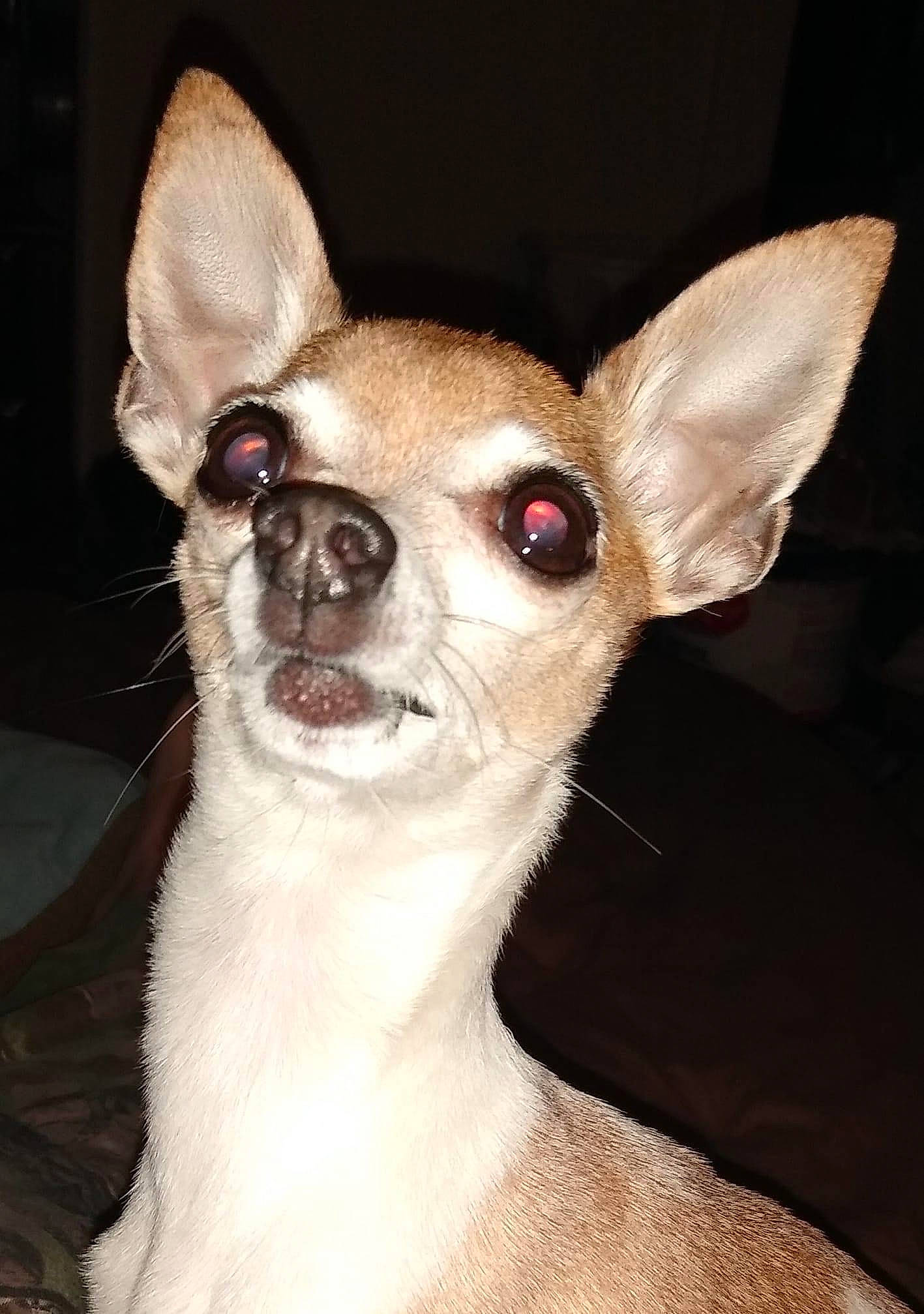 Luna is registered to the contest to win money with this photo: canidae, carnivore, chihuahua, companion_dog, corgi_chihuahua, dog, dog_breed, dog_supply, ear, fawn, fur, non_sporting_group, snout, terrestrial_animal, toy_dog, whiskers, working_animal