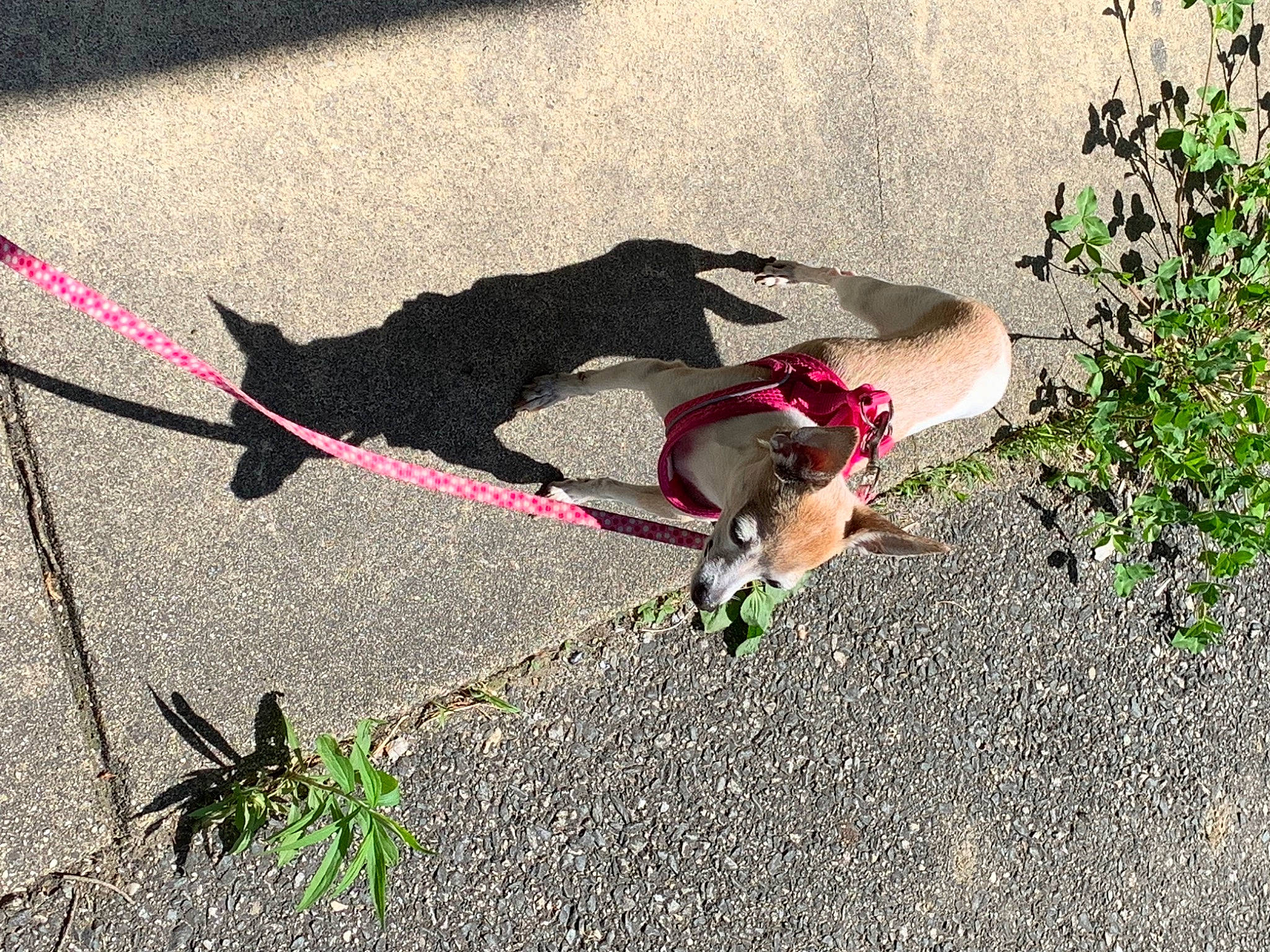 Luna joined the competition — help win amazing prizes! asphalt, carnivore, collar, companion_dog, dog, dog_breed, fashion_accessory, fawn, grass, human_leg, leash, pet_supply, plant, road_surface, shadow, sidewalk, tail, thigh, tints_and_shades, working_animal