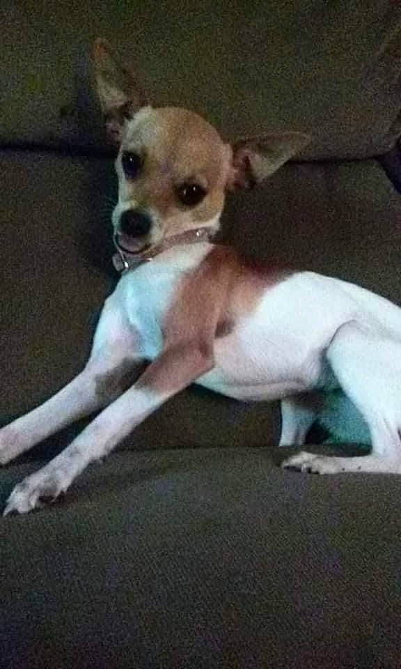 Luna joined the competition — help win amazing prizes! canidae, carnivore, chihuahua, companion_dog, corgi_chihuahua, dog, dog_breed, dog_supply, fawn, fur, irishjacks, non_sporting_group, paw, sporting_group, tail, terrestrial_animal, toy_dog, whiskers, working_animal