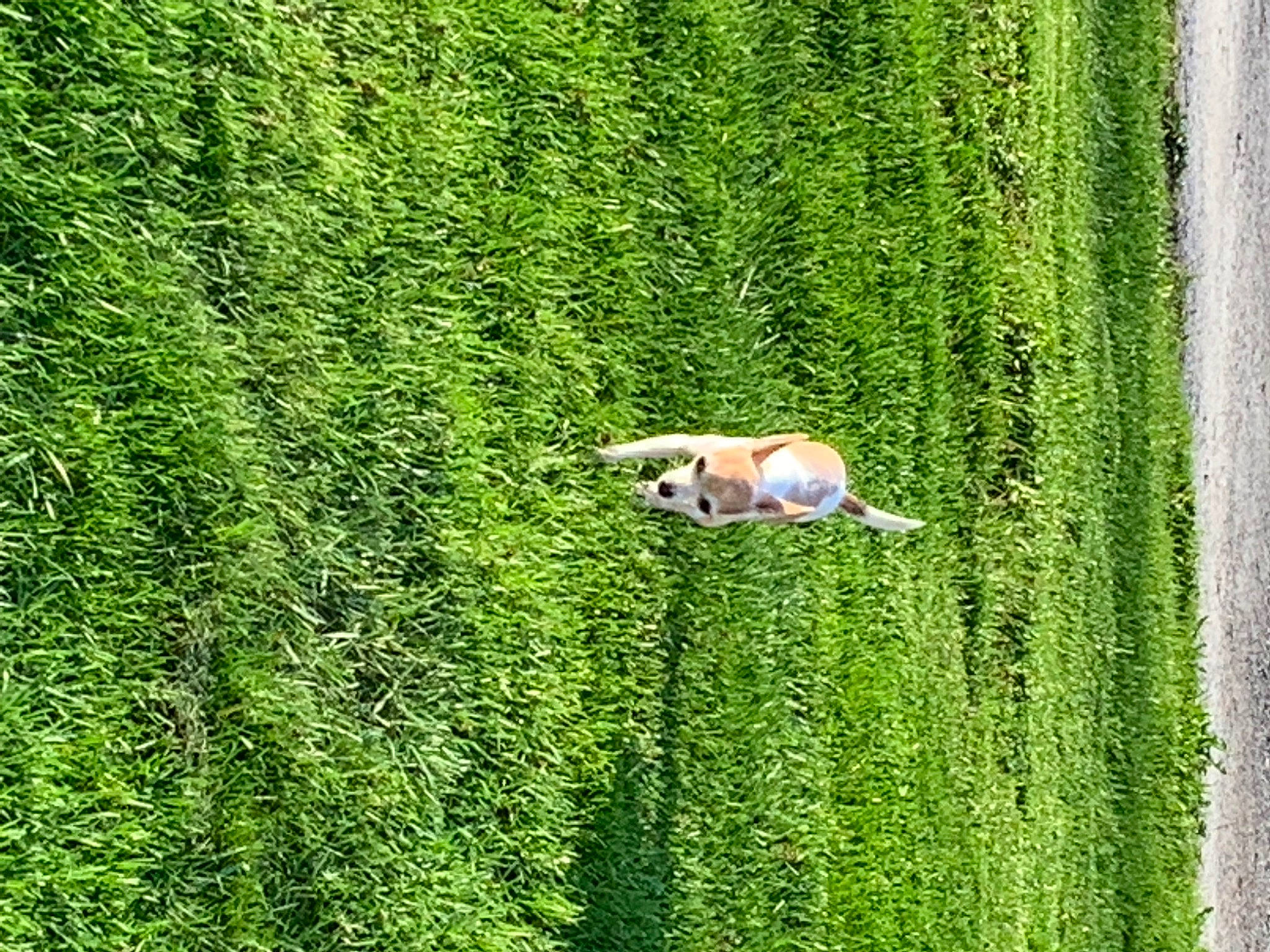 Luna is registered to the contest to win money with this photo: biome, field, garden, grass, grass_family, grassland, green, groundcover, hedge, landscape, lawn, meadow, people_in_nature, plant, shrub, terrestrial_plant, tree, vegetation, water, wood