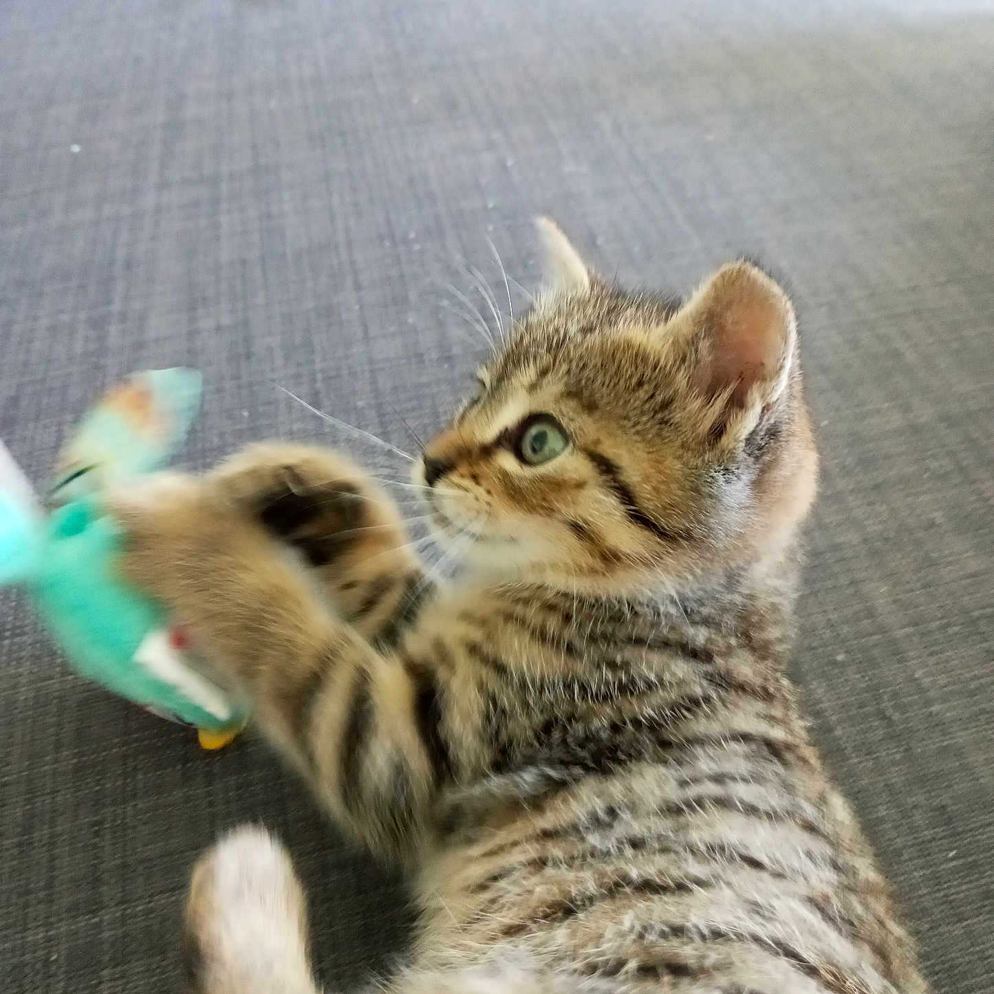 Wilo a rejoint le concours — aidez-le/la à gagner de superbes lots ! abyssinian, animal, bodypart, brush, cat, chair, clothing, couch, device, egyptiancat, finger, furniture, glove, hand, kitten, manx, ocelot, person, pet, tool