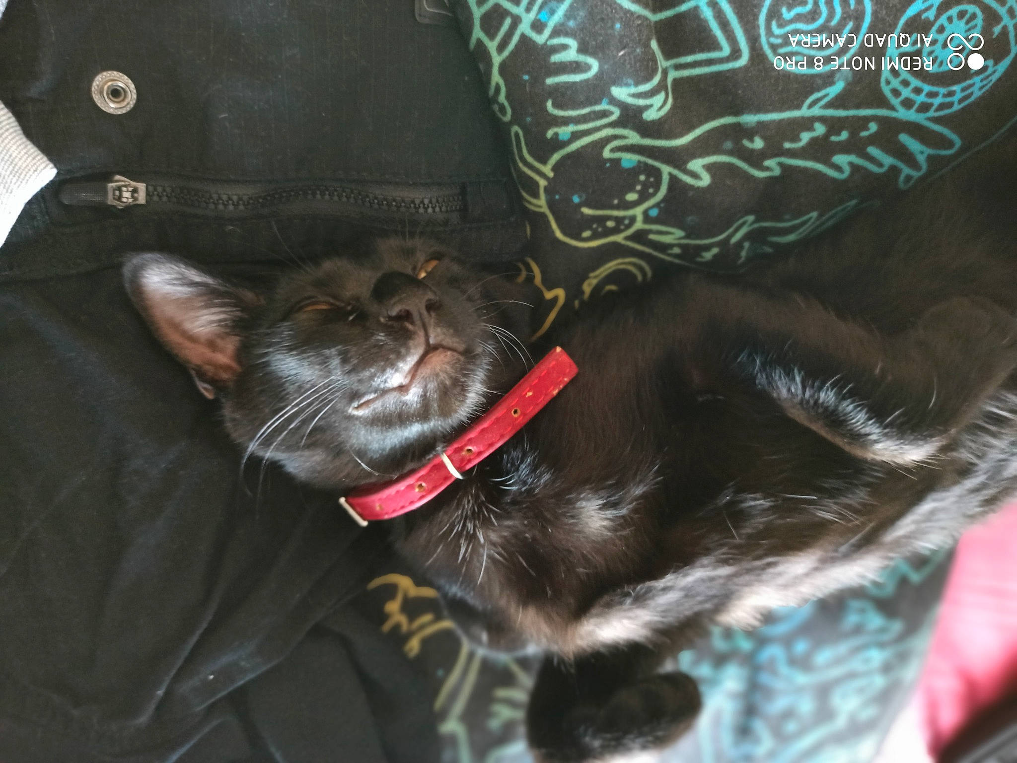 Zuko participe au concours pour gagner de l'argent avec cette photo : bombay, brown, carnivore, cat, claw, collar, comfort, dog_breed, dog_collar, domestic_short_haired_cat, electric_blue, fashion_accessory, felidae, fur, leather, liver, sleeve, small_to_medium_sized_cats, tail, whiskers