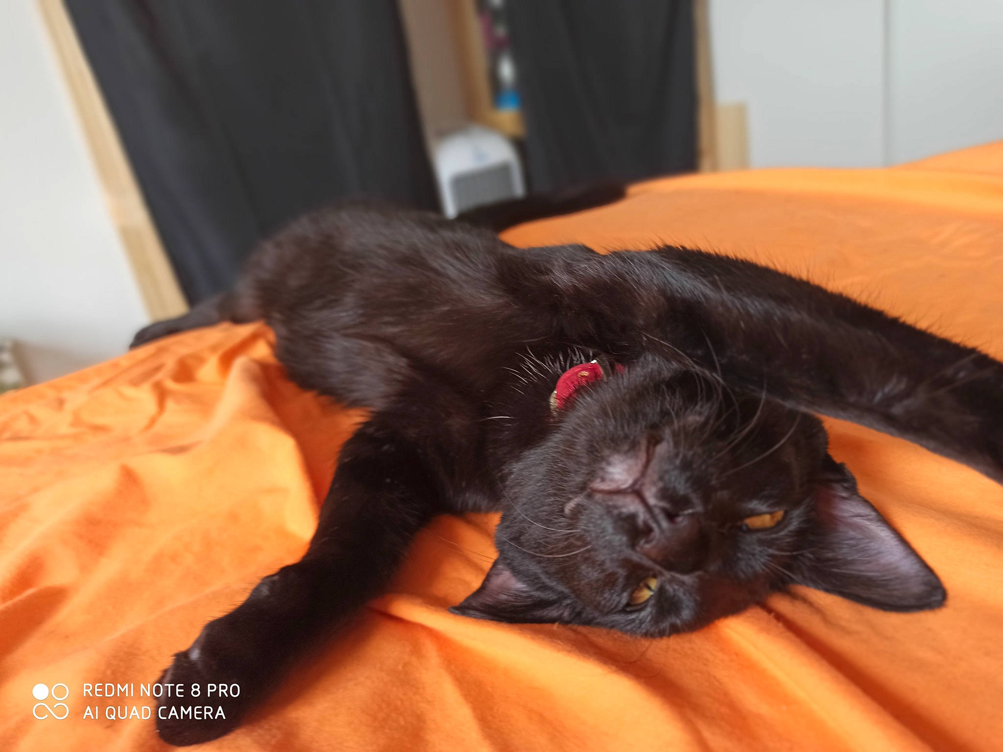 Zuko participe au concours pour gagner de l'argent avec cette photo : bed, black_cat, bombay, canidae, carnivore, cat, claw, comfort, companion_dog, curtain, domestic_short_haired_cat, felidae, fur, gesture, nap, small_to_medium_sized_cats, tail, terrestrial_animal, whiskers, wood