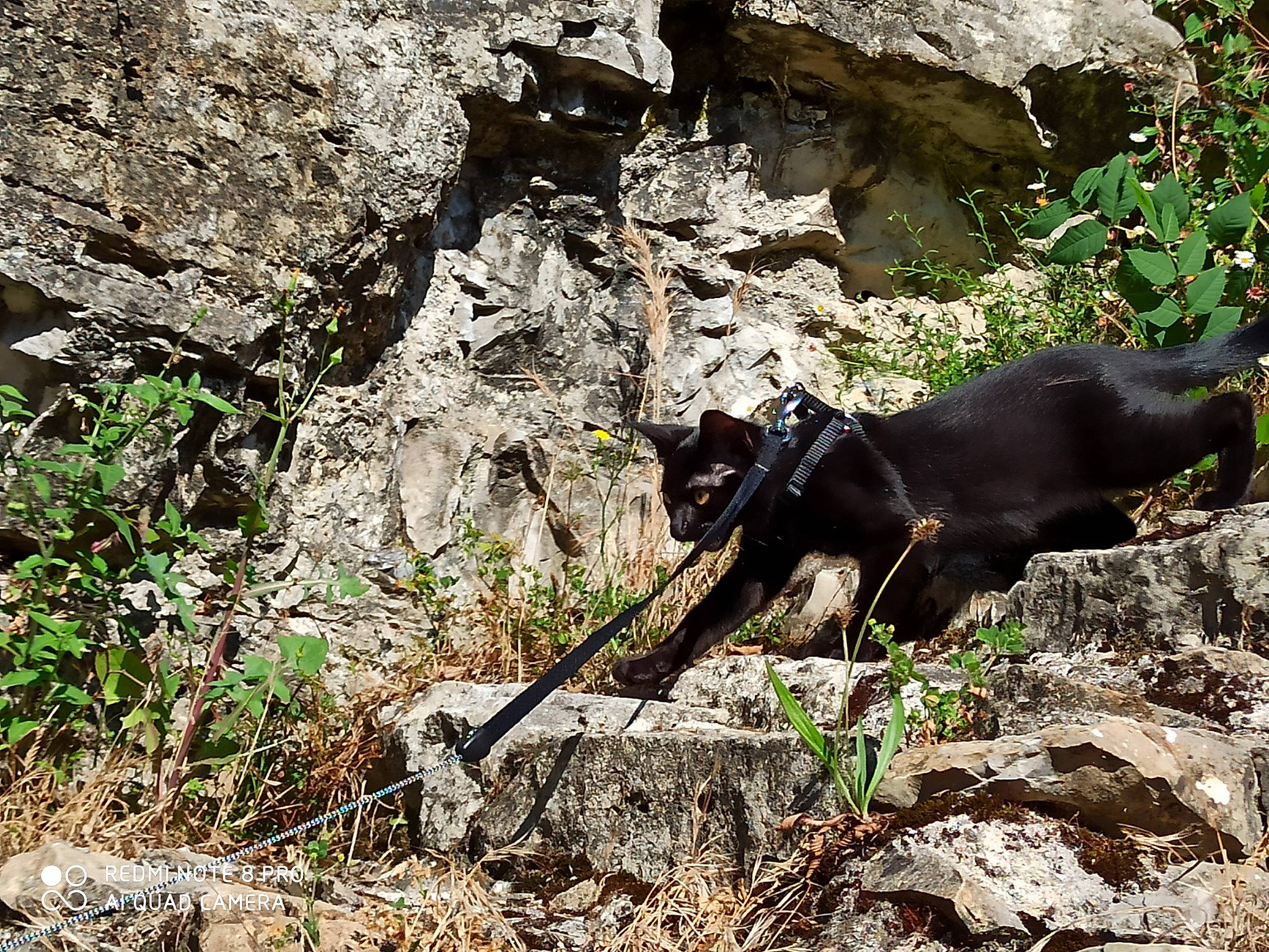 Zuko participe au concours pour gagner de l'argent avec cette photo : adventure, bedrock, canidae, carnivore, dog, dog_breed, grass, groundcover, hunting_dog, outcrop, plant, rock, slope, soil, tail, terrestrial_animal, working_animal