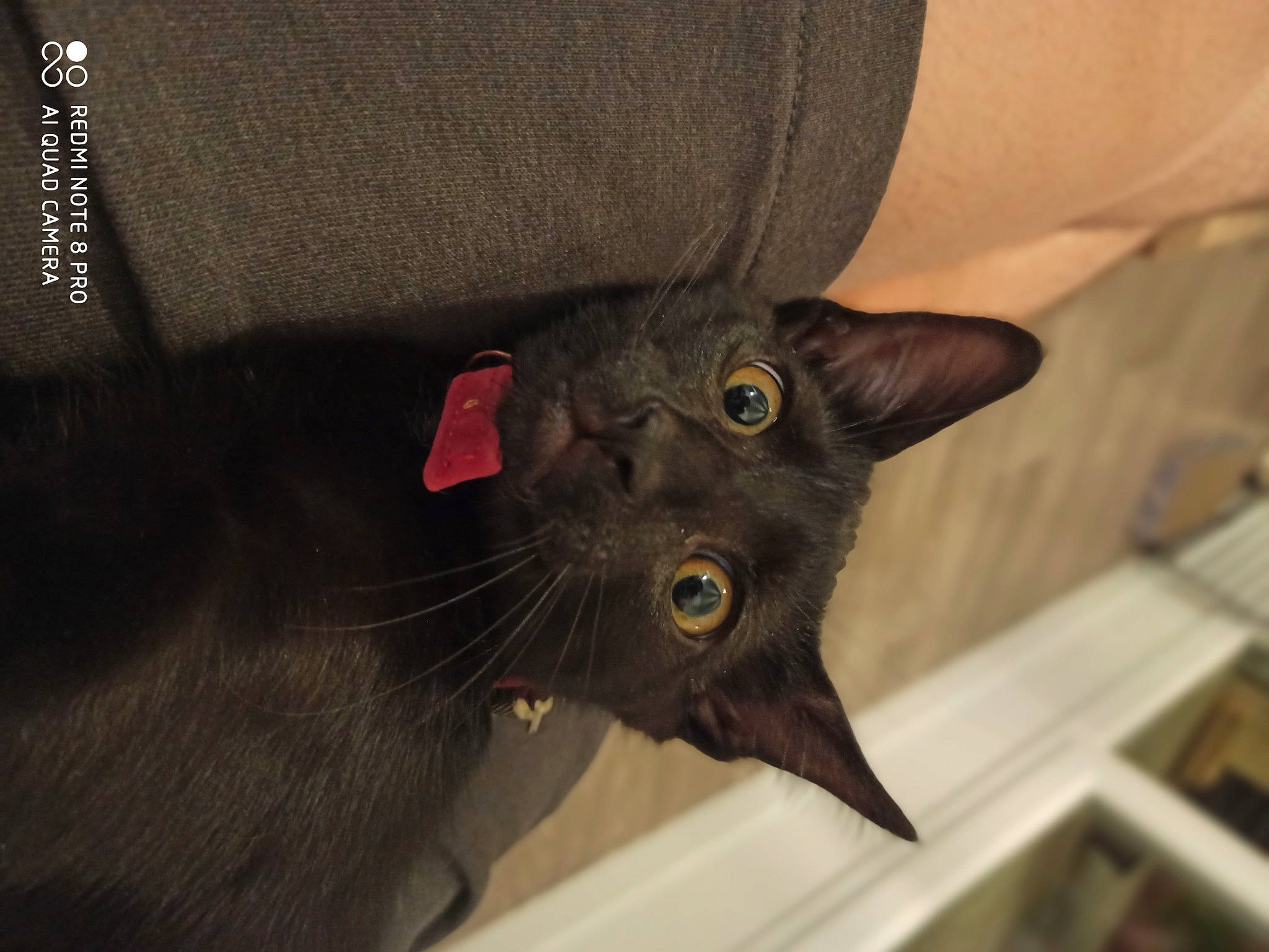 Zuko a rejoint le concours — aidez-le/la à gagner de superbes lots ! black_cat, bombay, carnivore, cat, domestic_short_haired_cat, felidae, fur, havana_brown, small_to_medium_sized_cats, snout, whiskers