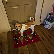 Tucker joined the competition — help win amazing prizes! accessories, animal, beagle, bulldog, canine, dog, door, doormat, hardwood, homedecor, hound, indoors, interiordesign, mat, pet, plywood, puppy, rug, strap, wood