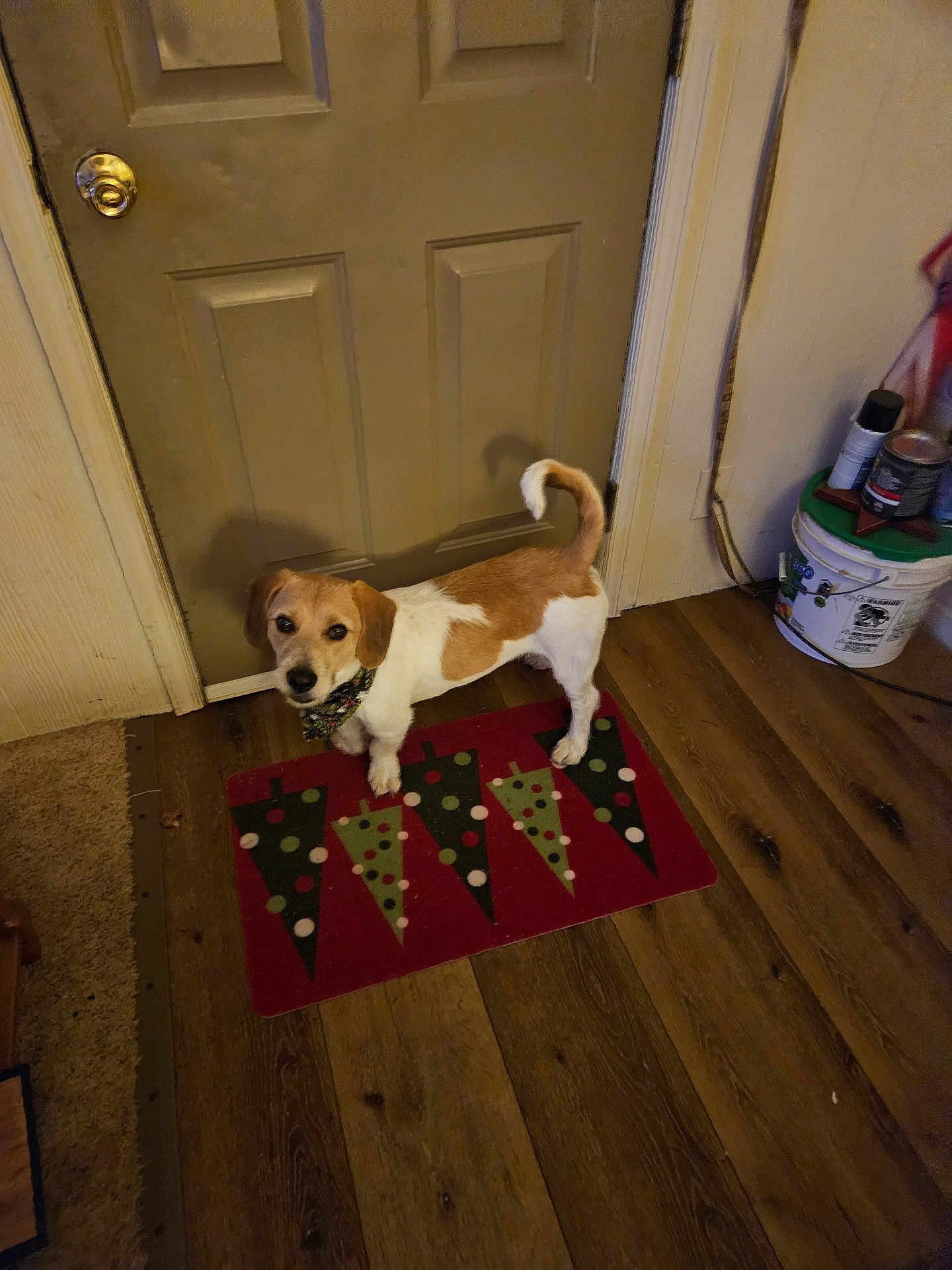 Tucker joined the competition — help win amazing prizes! accessories, animal, beagle, bulldog, canine, dog, door, doormat, hardwood, homedecor, hound, indoors, interiordesign, mat, pet, plywood, puppy, rug, strap, wood