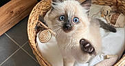 Ulysse participe au concours pour gagner de l'argent avec cette photo : kitten, cat, blue_eyes, paw, basket, toy, woven_basket, indoor, floor_tiles, feline, cute, pet, playful, fur, whiskers, small, cozy, domestic, animal, closeup