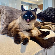 Ulysse participe au concours pour gagner de l'argent avec cette photo : cat, siamese_cat, blue_eyes, tongue_out, fluffy, sitting, couch, pillows, indoor, living_room, beige, funny_expression, pet, animal, whiskers, fur, paw, tail, cozy, domestic