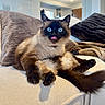 cat, siamese_cat, blue_eyes, tongue_out, fluffy, sitting, couch, pillows, indoor, living_room, beige, funny_expression, pet, animal, whiskers, fur, paw, tail, cozy, domestic