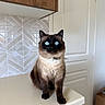 Ulysse participe au concours pour gagner de l'argent avec cette photo : cat, siamese_cat, blue_eyes, pet, indoor, kitchen, countertop, tile_backsplash, wooden_cabinet, white_door, curious, sitting, feline, domestic_animal, fur, whiskers, claws, household, cute, animal