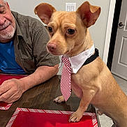 Dobby is registered to the contest to win money with this photo: dog, small_dog, tie, collar, table, man, indoor, brown_dog, person, furniture, shirt_collar, red_tie, portrait, pet, home, senior_man, expression, looking, wooden_table, door