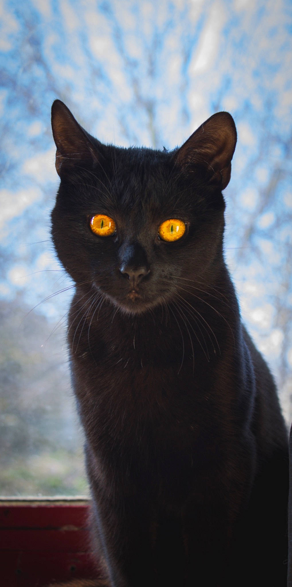 Dopey is registered to the contest to win money with this photo: black_cat, bombay, carnivore, cat, domestic_short_haired_cat, electric_blue, eye, felidae, fur, grey, iris, sky, small_to_medium_sized_cats, snout, street_light, terrestrial_animal, whiskers, window