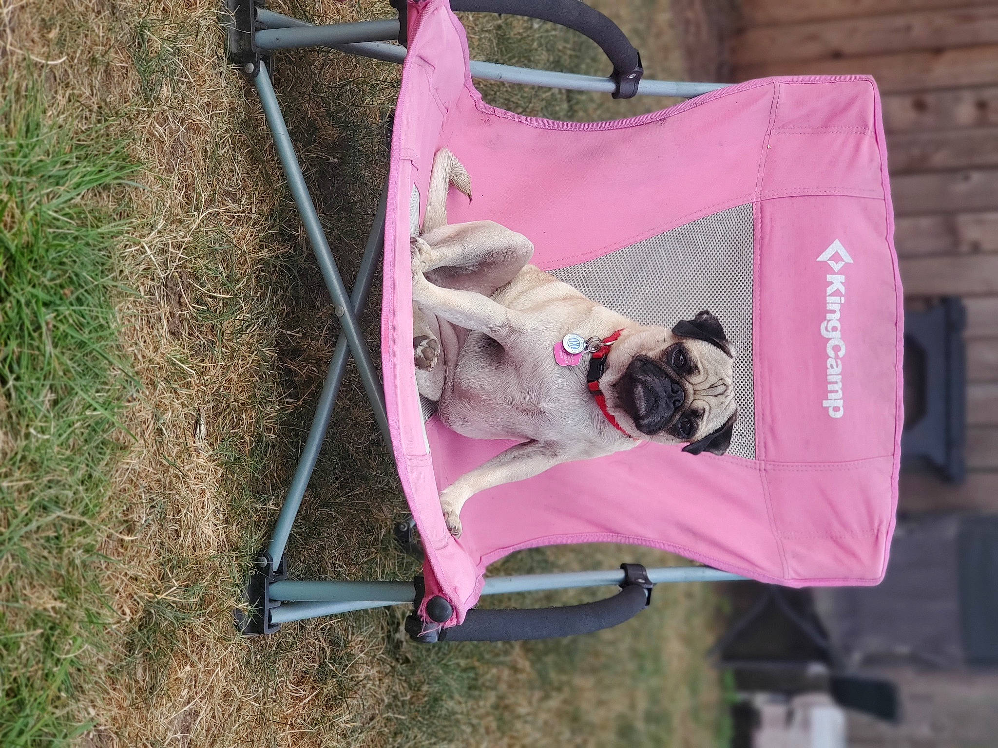 Azariyah Hope joined the competition — help win amazing prizes! art, baby_carriage, bag, canidae, carnivore, companion_dog, dog, dog_breed, dog_supply, fashion_accessory, fawn, folding_chair, grass, luggage_and_bags, magenta, pet_supply, plant, pug, sporting_group, toy_dog