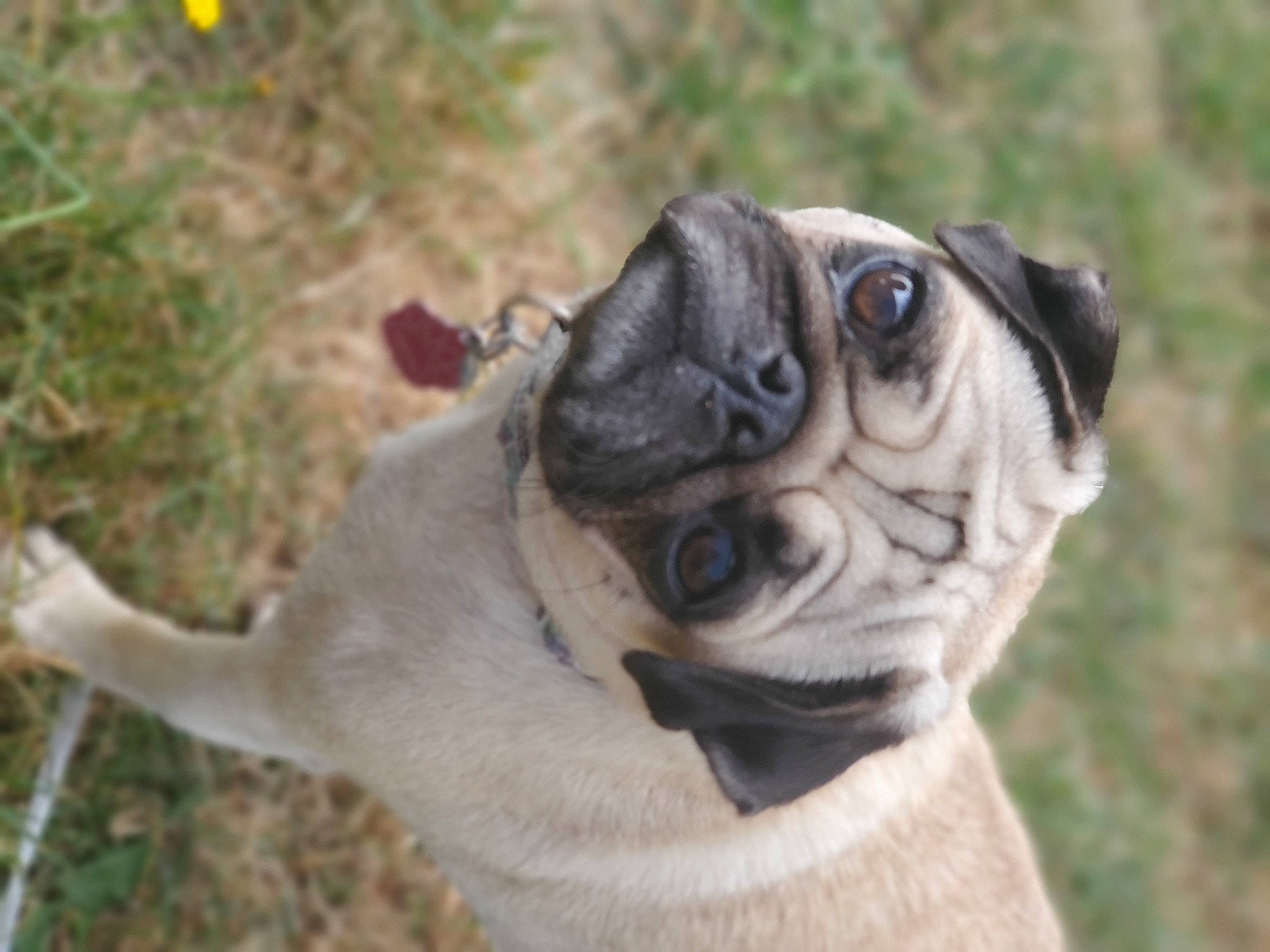 Azariyah Hope joined the competition — help win amazing prizes! canidae, carnivore, collar, companion_dog, dog, dog_breed, dog_collar, dog_supply, fawn, grass, pet_supply, plant, pug, snout, sporting_group, terrestrial_animal, toy_dog, whiskers, working_animal, wrinkle