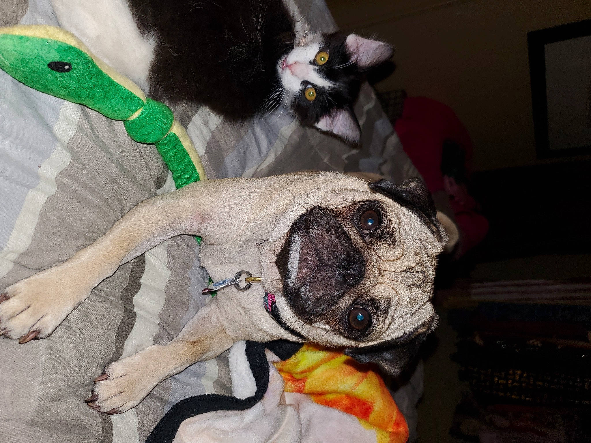 Kiki Rose joined the competition — help win amazing prizes! canidae, carnivore, collar, companion_dog, costume, dog, dog_breed, dog_clothes, dog_collar, dog_supply, eyewear, fawn, fur, personal_protective_equipment, plush, snout, sporting_group, stuffed_toy, tail, working_animal