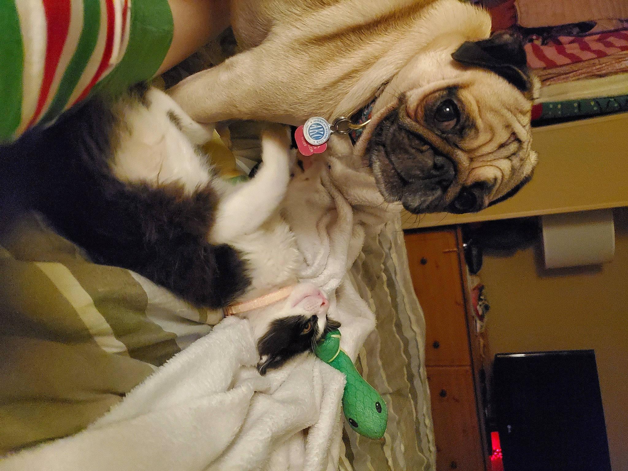 Kiki Rose joined the competition — help win amazing prizes! canidae, carnivore, collar, comfort, companion_dog, dog, dog_breed, dog_collar, fawn, felidae, fur, human_leg, paw, pug, sporting_group, tail, toy_dog, whiskers, working_animal, wrinkle