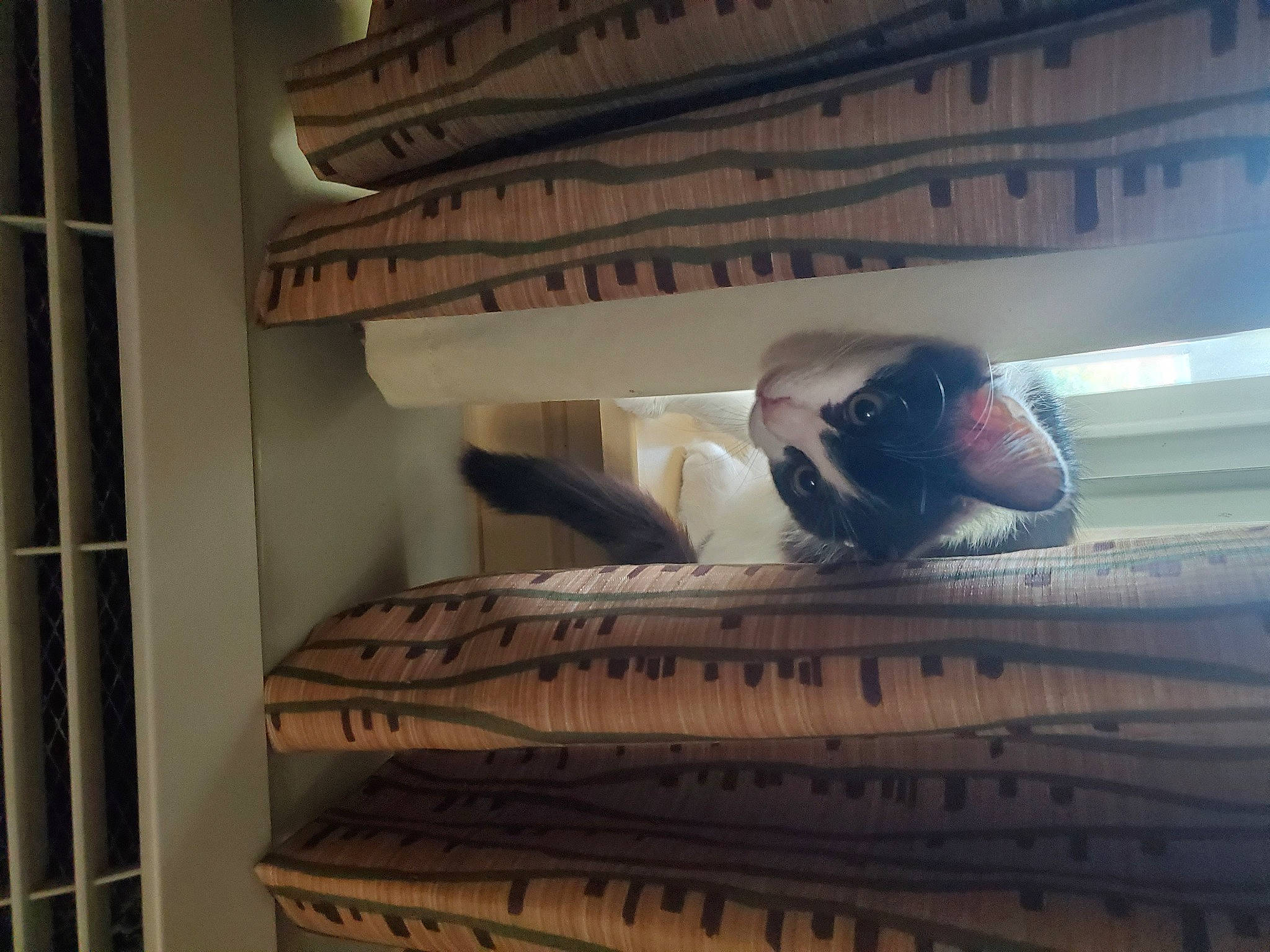 Kiki Rose joined the competition — help win amazing prizes! art, automotive_tire, flooring, hardwood, helmet, metal, office_equipment, personal_protective_equipment, publication, room, wood