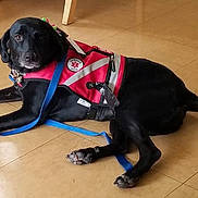 Maggi joined the competition — help win amazing prizes! accessories, animal, backpack, bag, canine, clothing, dog, harness, hound, labradorretriever, lifejacket, pet, policedog, puppy, racket, sport, strap, tennis, tennisracket, vest