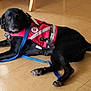 accessories, animal, backpack, bag, canine, clothing, dog, harness, hound, labradorretriever, lifejacket, pet, policedog, puppy, racket, sport, strap, tennis, tennisracket, vest