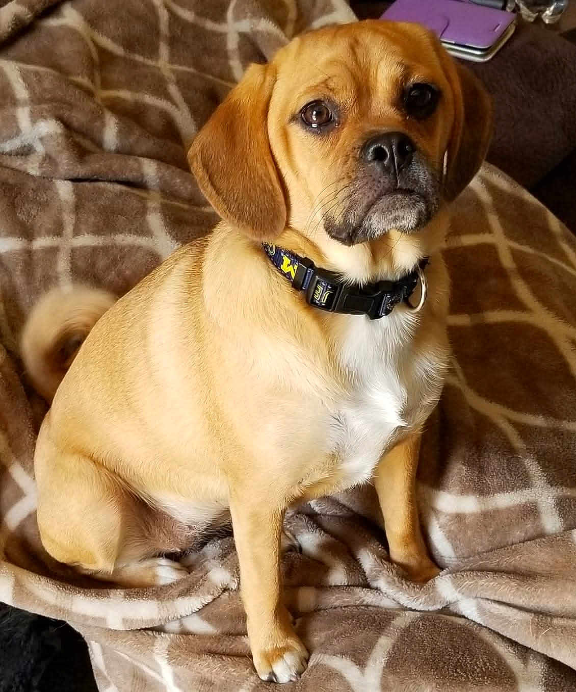Abbi