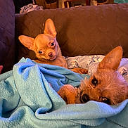 Nilla And Bean joined the competition — help win amazing prizes! dog, small_dog, blanket, couch, indoor, brown_couch, blue_blanket, pet, cute, cozy, fur, ears, face, animal, companion, resting, looking, home, decor, statue