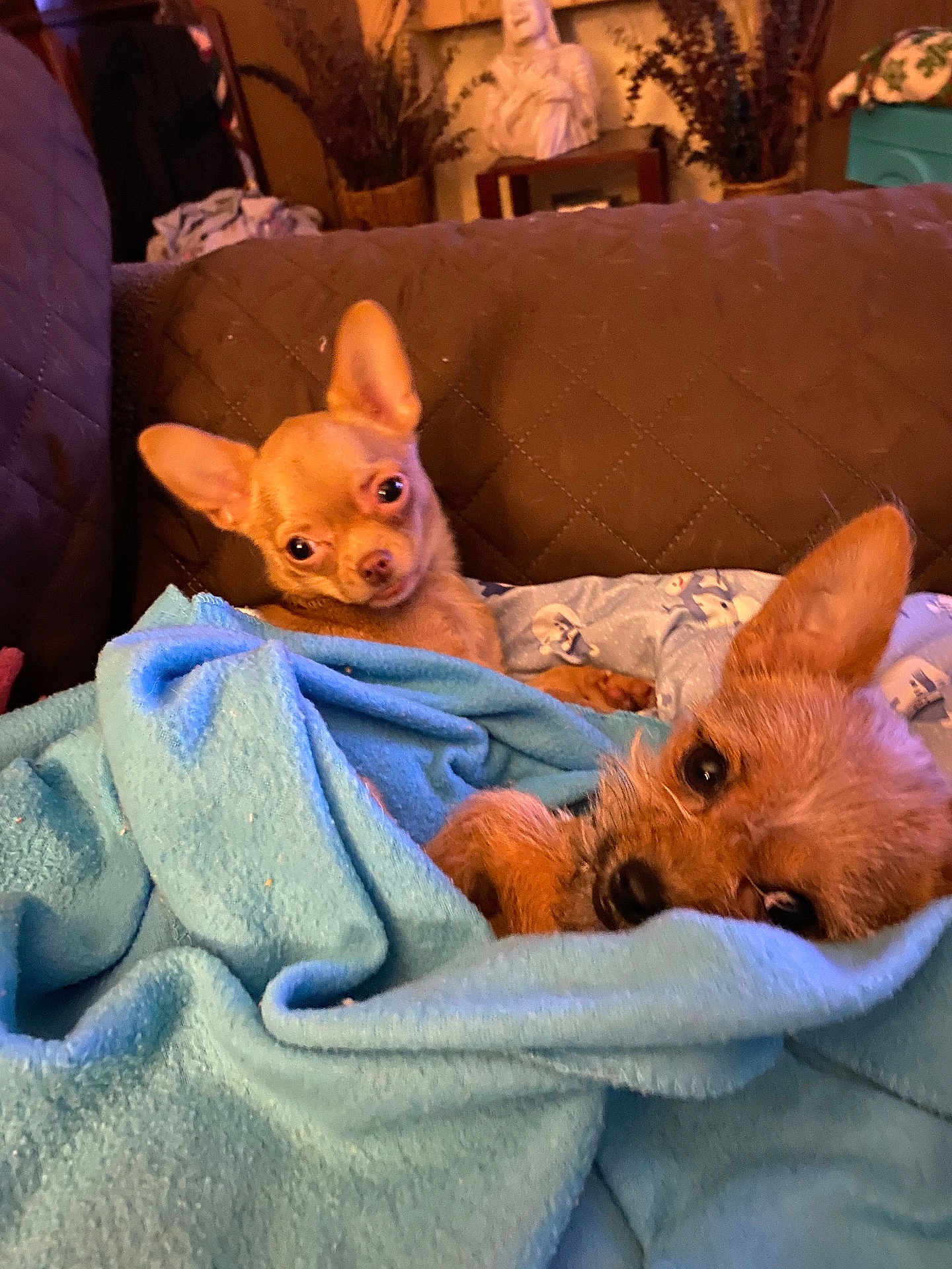 Nilla And Bean joined the competition — help win amazing prizes! dog, small_dog, blanket, couch, indoor, brown_couch, blue_blanket, pet, cute, cozy, fur, ears, face, animal, companion, resting, looking, home, decor, statue