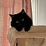 cat, black_cat, cat_tree, pet, indoor, feline, curtains, cozy, fluffy, yellow_eyes, looking, resting, fur, whiskers, ears, home, animal, soft_texture, window, relaxed