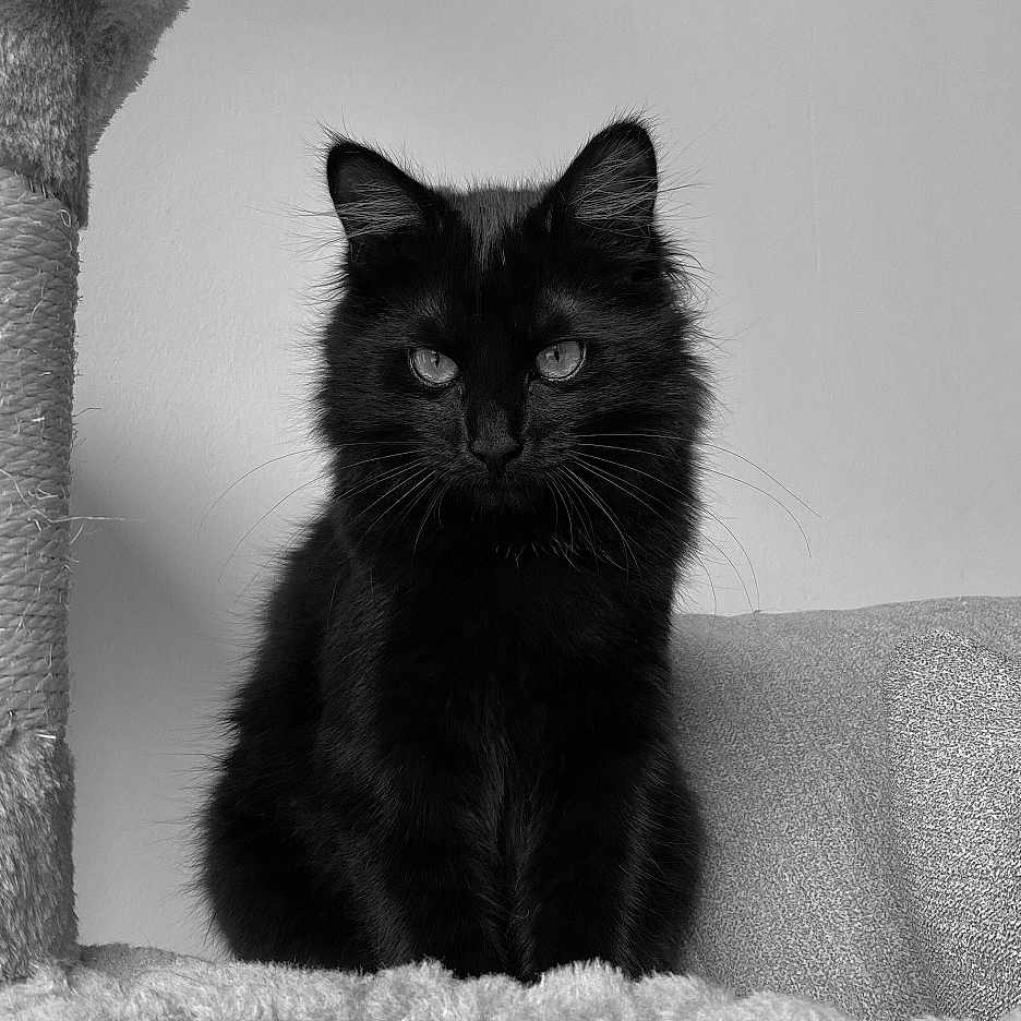 Salsa a rejoint le concours — aidez-le/la à gagner de superbes lots ! black_and_white, black_cat, blanket, cat, cat_tree, cozy, ears, eyes, feline, framed_picture, furniture, indoor, monochrome, pet, portrait, quiet, sitting, soft_texture, wall, whiskers