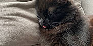 Salsa participe au concours pour gagner de l'argent avec cette photo : cat, black_cat, sleeping, tongue_out, fluffy, pet, cozy, indoor, pillow, blanket, resting, cute, feline, fur, animal, relaxation, closeup, comfort, domestic_cat, soft