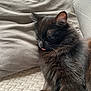 cat, black_cat, sleeping, tongue_out, fluffy, pet, cozy, indoor, pillow, blanket, resting, cute, feline, fur, animal, relaxation, closeup, comfort, domestic_cat, soft