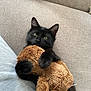 black_cat, cat, stuffed_animal, teddy_bear, couch, furniture, plush, pet, indoor, cute, animal, fur, relaxing, cozy, home, soft, toy, resting, companion, domestic