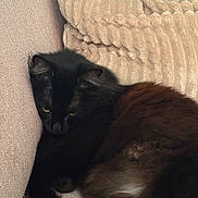 Salsa a rejoint le concours — aidez-le/la à gagner de superbes lots ! cat, black_cat, fluffy, pet, indoor, couch, pillow, resting, feline, cozy, fur, animal, sleepy, relaxed, home, cute, soft, companion, yellow_eyes, lounging