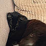 cat, black_cat, fluffy, pet, indoor, couch, pillow, resting, feline, cozy, fur, animal, sleepy, relaxed, home, cute, soft, companion, yellow_eyes, lounging