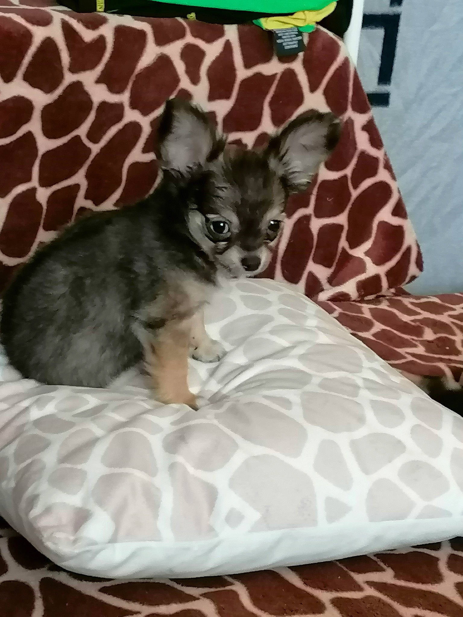 Toufu a rejoint le concours — aidez-le/la à gagner de superbes lots ! bed, bedding, canidae, carnivore, comfort, companion_dog, dog, dog_breed, dog_supply, fawn, linens, pattern, paw, snout, sporting_group, tail, terrestrial_animal, toy_dog, whiskers, working_animal