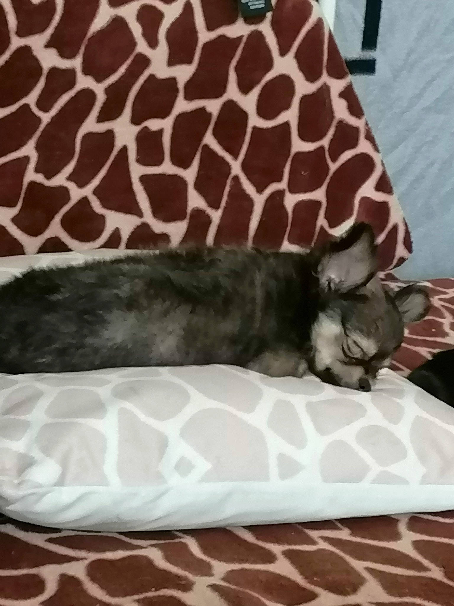 Toufu participe au concours pour gagner de l'argent avec cette photo : bed, carnivore, comfort, companion_dog, couch, dog_breed, dog_supply, fawn, felidae, fur, grey, linens, pet_supply, small_to_medium_sized_cats, snout, studio_couch, tail, textile, whiskers, wood