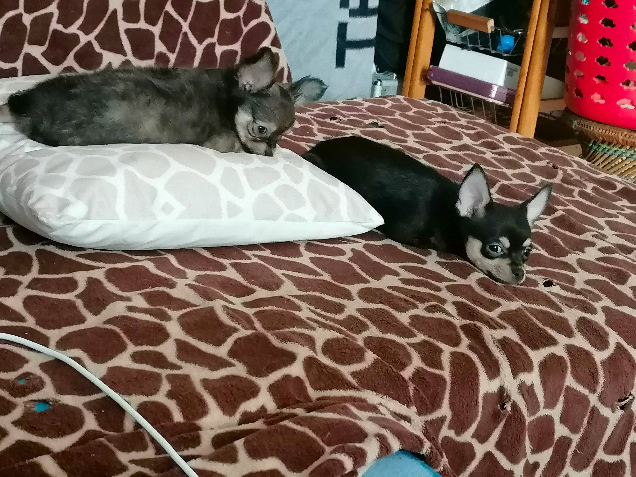 Blacklee participe au concours pour gagner de l'argent avec cette photo : black, blue, brown, carnivore, cat, comfort, couch, fawn, felidae, floor, furniture, grey, interior_design, living_room, mammal, small_to_medium_sized_cats, textile, vertebrate, whiskers, wood