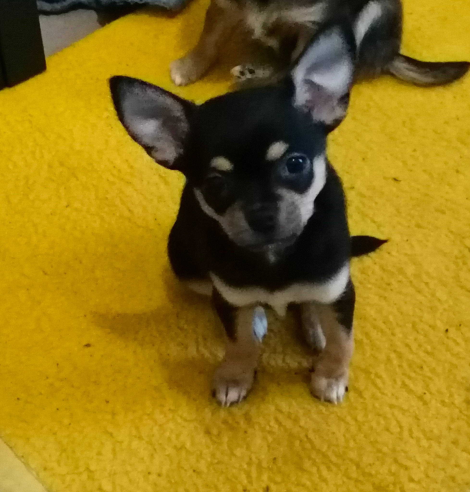 Blacklee a rejoint le concours — aidez-le/la à gagner de superbes lots ! canidae, carnivore, chihuahua, companion_dog, corgi_chihuahua, dog, dog_breed, ear, fawn, fur, mammal, non_sporting_group, puppy, russkiy_toy, snout, sporting_group, tail, toy_dog, whiskers, working_animal