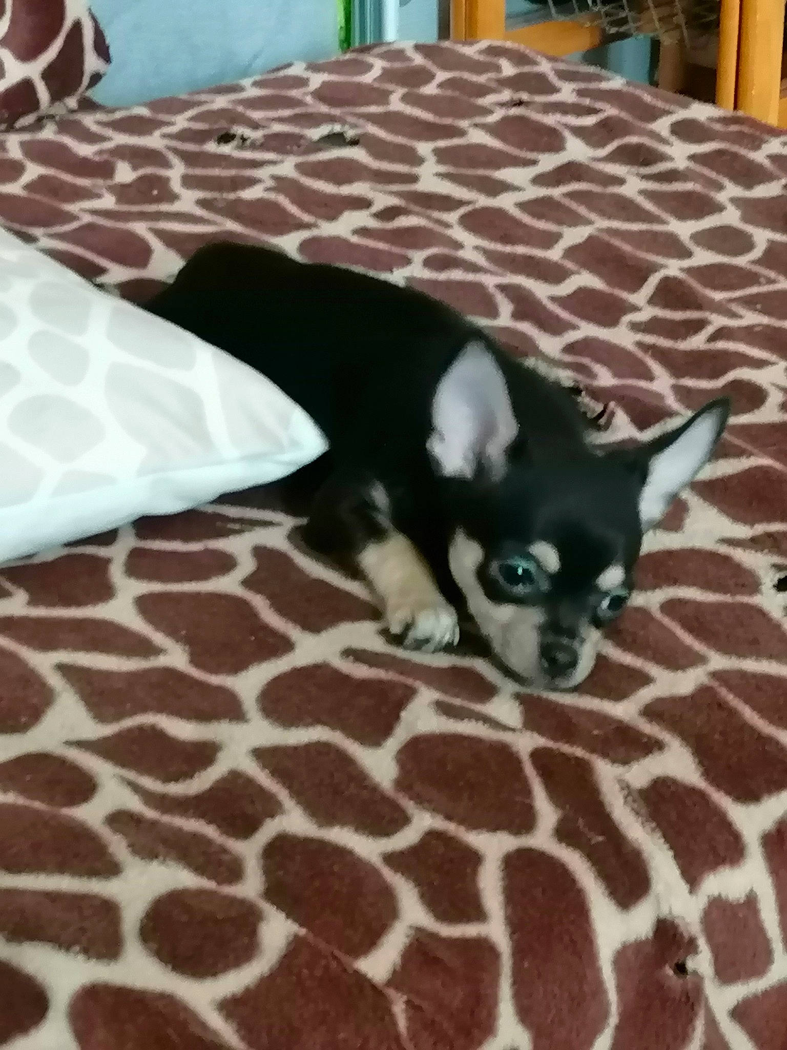 Blacklee participe au concours pour gagner de l'argent avec cette photo : canidae, carnivore, comfort, companion_dog, dog, dog_breed, floor, flooring, hardwood, linens, non_sporting_group, pattern, room, tail, terrestrial_animal, toy_dog, whiskers, white, wood, working_animal