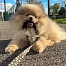 Leyo participe au concours pour gagner de l'argent avec cette photo : dog, puppy, pomeranian, fluffy, leash, outdoor, sky, fence, playful, animal, pet, pavement, grass, sunlight, nature, cute, small_dog, walking, daytime, chewing