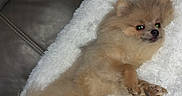 Leyo participe au concours pour gagner de l'argent avec cette photo : animal, blanket, couch, cozy, cute, dog, domestic_animal, fluffy, fur, furry, indoor, leather_couch, lying_down, paw, pet, pomeranian, relaxed, resting, small_dog, white_blanket