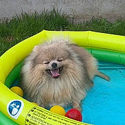 Leyo a rejoint le concours — aidez-le/la à gagner de superbes lots ! ball, blue, canine, cute, dog, fur, grass, green, happy, inflatable_pool, outdoor, pet, playful, pomeranian, red, smiling, summer, tongue, tongue_out, yellow