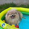 dog, pomeranian, inflatable_pool, grass, ball, tongue_out, happy, pet, outdoor, summer, yellow, green, blue, red, playful, fur, canine, tongue, cute, smiling