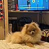 dog, pomeranian, bed, blanket, television, screen, room, indoor, furniture, clothing, storage, drawer, bottle, fur, pet, animal, resting, household, casual, cozy