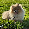 dog, pomeranian, fluffy, grass, outdoor, sunlight, pet, animal, leash, happy, tongue_out, nature, cute, small_dog, summer, greenery, playful, fur, canine, daytime