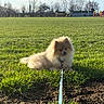 dog, grass, leash, field, sunlight, outdoor, sky, tree, sports, people, playing, goalpost, shadow, daytime, small_dog, fluffy, nature, park, recreation, canine