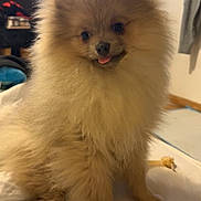 Leyo participe au concours pour gagner de l'argent avec cette photo : dog, puppy, pomeranian, fluffy, tongue_out, pet, indoor, bed, cute, small_dog, canine, animal, furry, pet_bed, domestic, living_room, cozy, playing, companion, young_dog