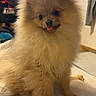 dog, puppy, pomeranian, fluffy, tongue_out, pet, indoor, bed, cute, small_dog, canine, animal, furry, pet_bed, domestic, living_room, cozy, playing, companion, young_dog