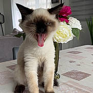 émeraude a rejoint le concours — aidez-le/la à gagner de superbes lots ! kitten, cat, siamese, yawning, tongue_out, tablecloth, flowers, vase, indoor, living_room, curtains, window, plant, furniture, cute, pet, animal, fur, sitting, closeup