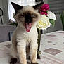 kitten, cat, siamese, yawning, tongue_out, tablecloth, flowers, vase, indoor, living_room, curtains, window, plant, furniture, cute, pet, animal, fur, sitting, closeup